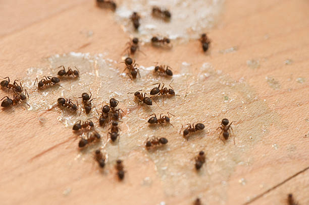  Diaz, AR Pest Control Pros