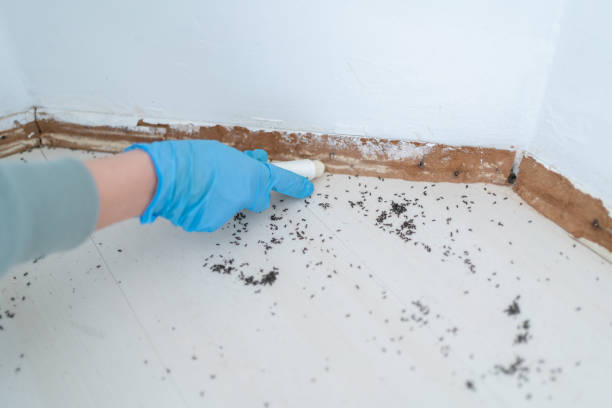 Flea Control Services in Diaz, AR